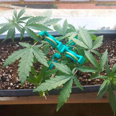 Jéssica growlog timeline photo