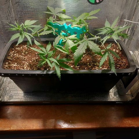Jéssica growlog timeline photo