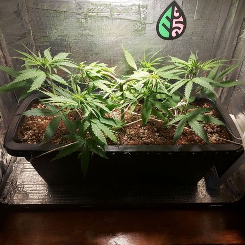 Jéssica growlog timeline photo