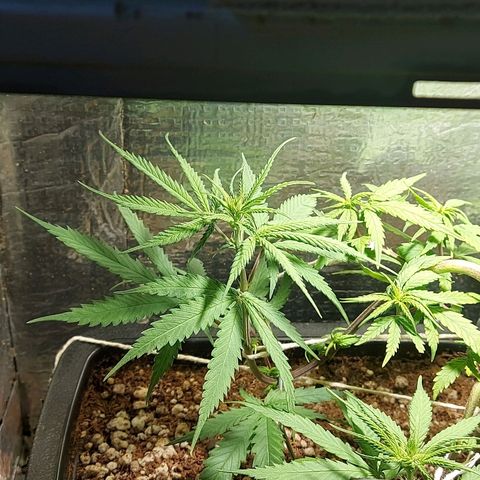 Jéssica growlog timeline photo