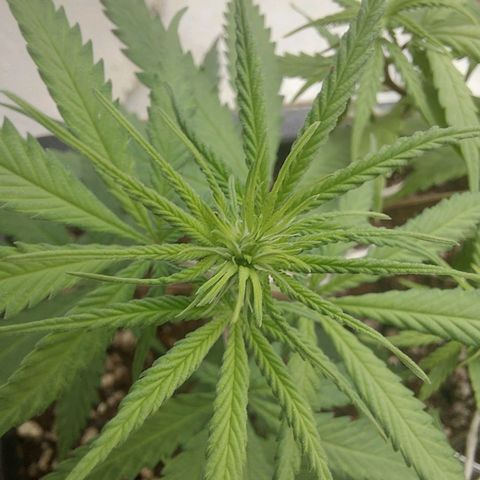 Jéssica growlog timeline photo