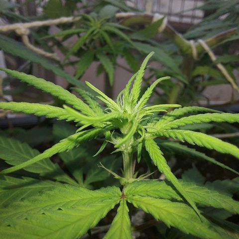 Jéssica growlog timeline photo