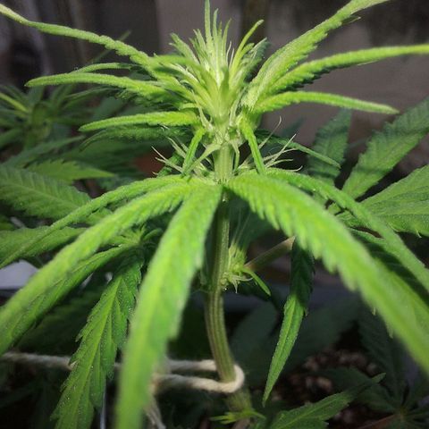 Jéssica growlog timeline photo