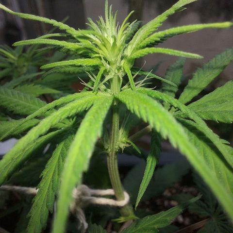 Jéssica growlog timeline photo
