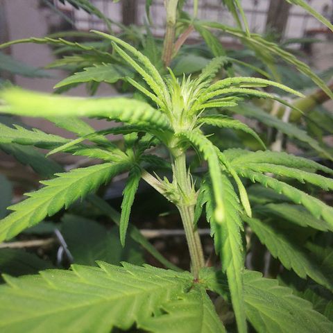 Jéssica growlog timeline photo