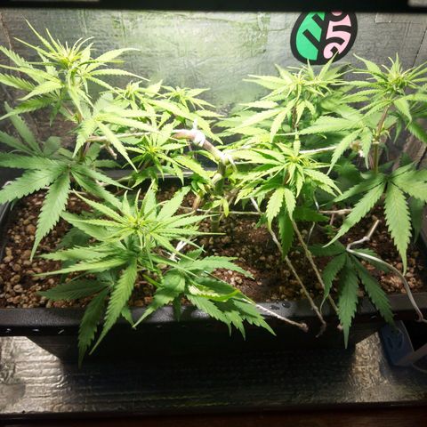 Jéssica growlog timeline photo