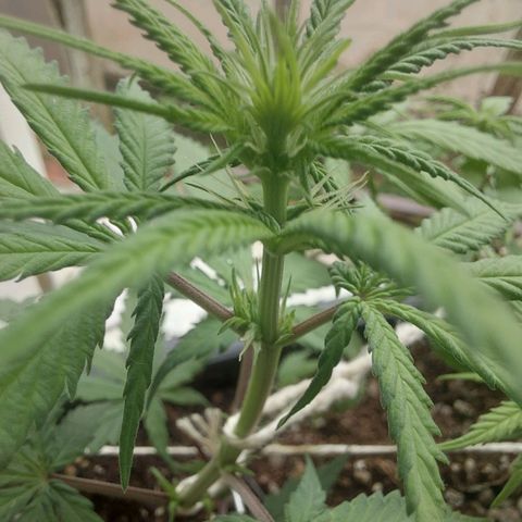 Jéssica growlog timeline photo