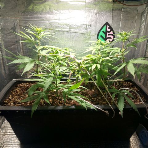 Jéssica growlog timeline photo