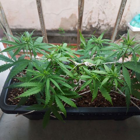 Jéssica growlog timeline photo
