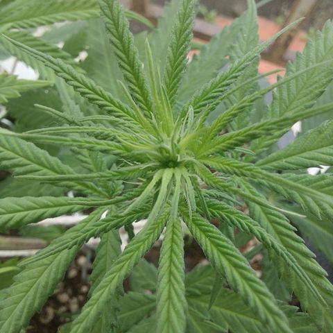 Jéssica growlog timeline photo