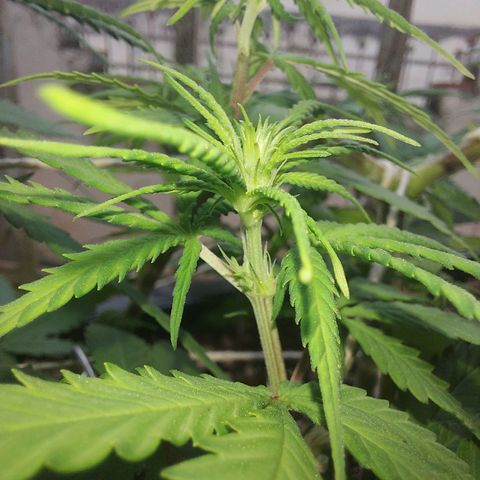Jéssica growlog timeline photo