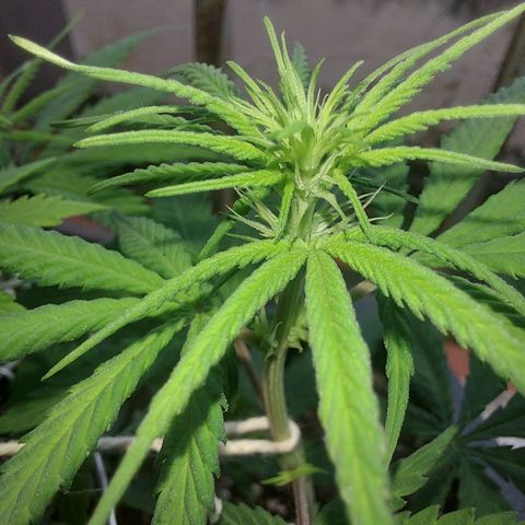 Jéssica growlog timeline photo