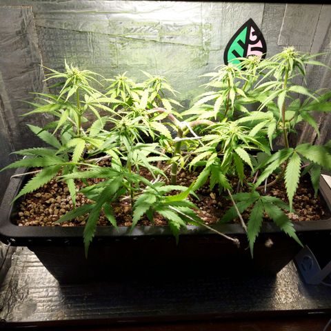 Jéssica growlog timeline photo