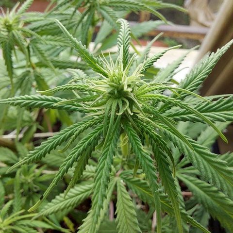 Jéssica growlog timeline photo