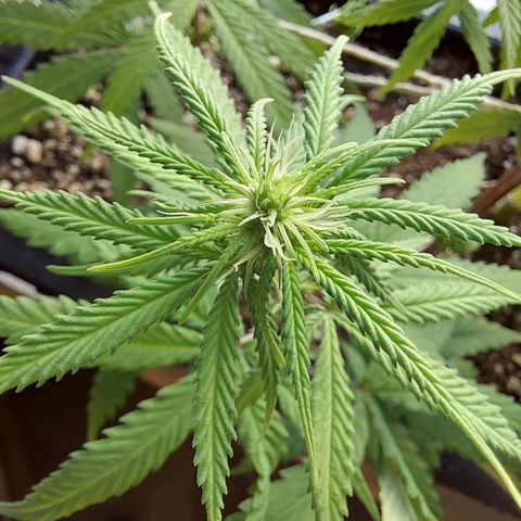 Jéssica growlog timeline photo
