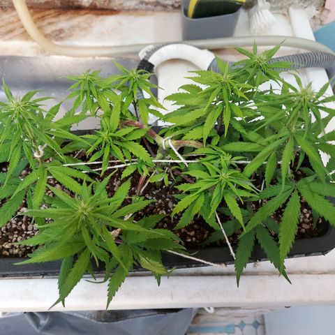Jéssica growlog timeline photo