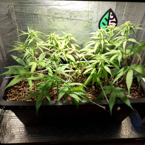 Jéssica growlog timeline photo