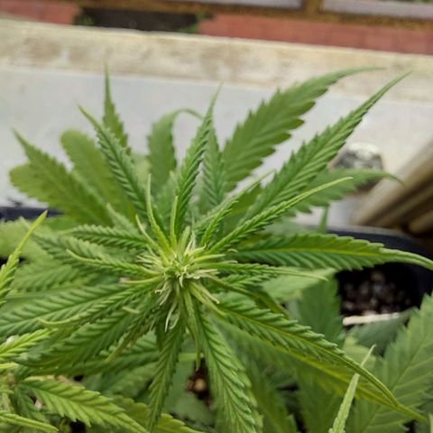 Jéssica growlog timeline photo