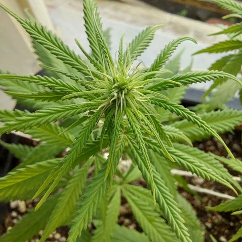Jéssica growlog timeline photo