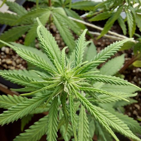 Jéssica growlog timeline photo