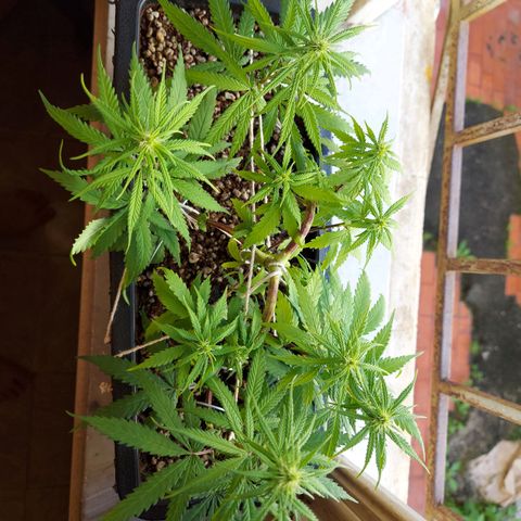 Jéssica growlog timeline photo