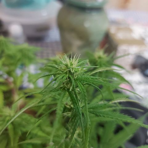 Jéssica growlog timeline photo