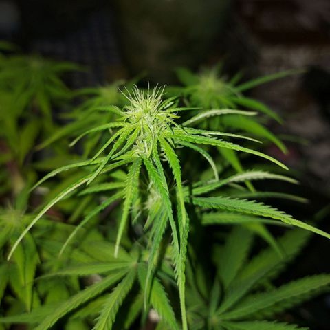 Jéssica growlog timeline photo