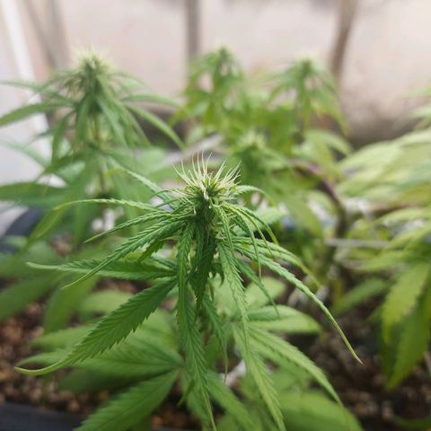 Jéssica growlog timeline photo