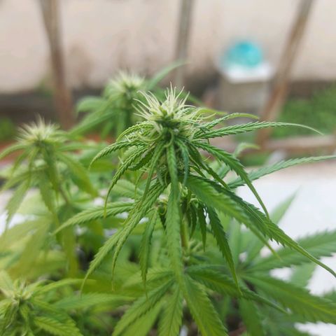 Jéssica growlog timeline photo