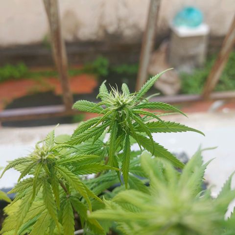 Jéssica growlog timeline photo