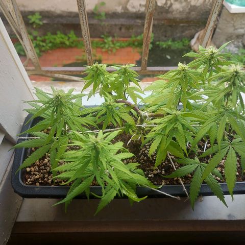 Jéssica growlog timeline photo