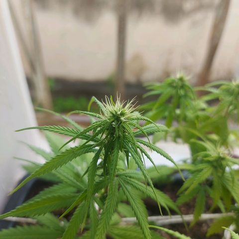 Jéssica growlog timeline photo