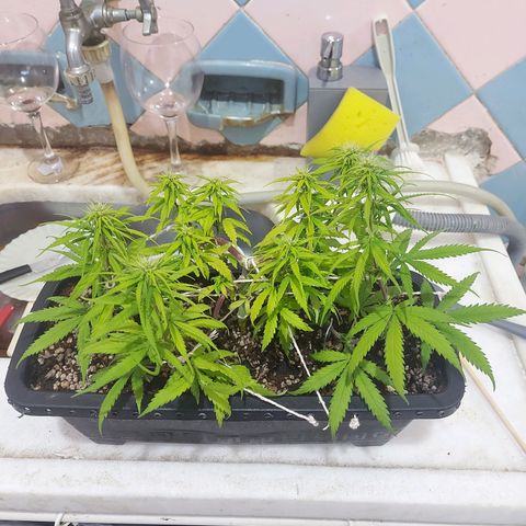 Jéssica growlog timeline photo