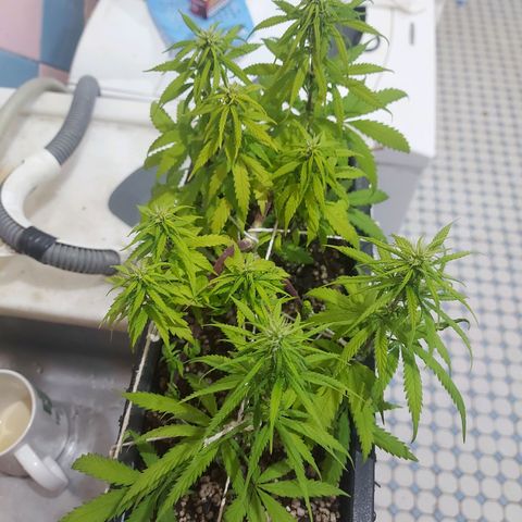 Jéssica growlog timeline photo