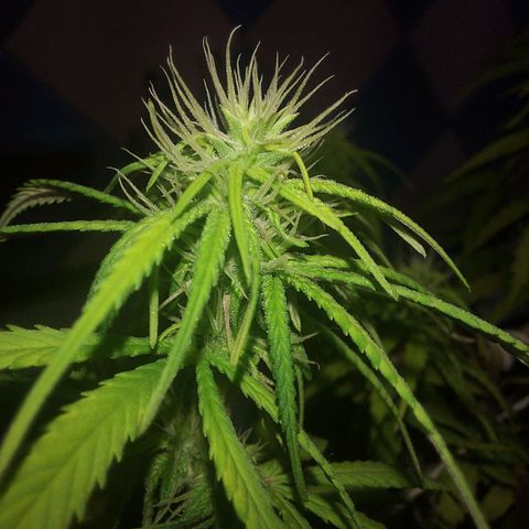 Jéssica growlog timeline photo