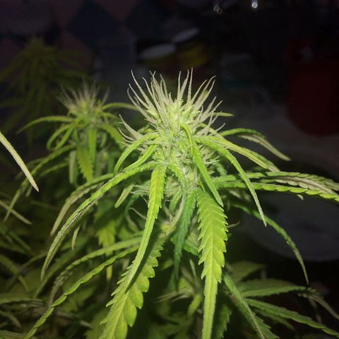 Jéssica growlog timeline photo