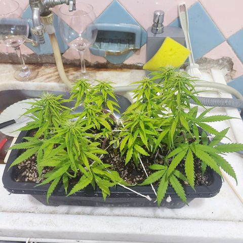 Jéssica growlog timeline photo