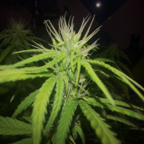 Jéssica growlog timeline photo