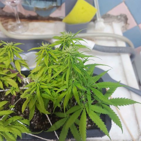 Jéssica growlog timeline photo