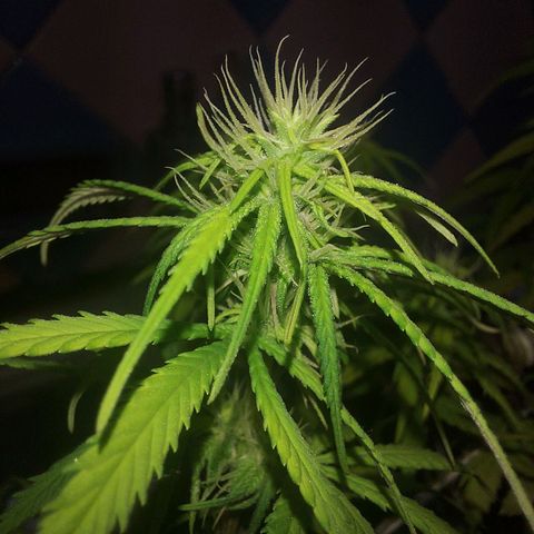 Jéssica growlog timeline photo