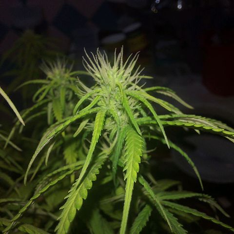 Jéssica growlog timeline photo