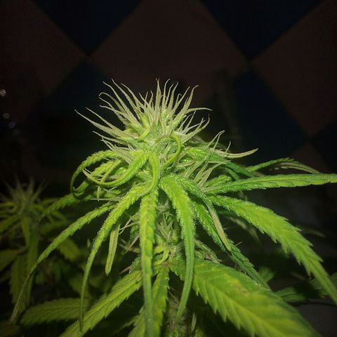 Jéssica growlog timeline photo