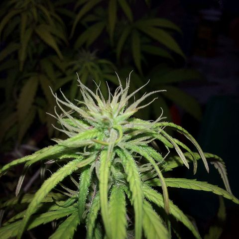 Jéssica growlog timeline photo