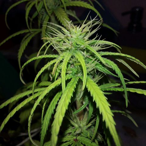 Jéssica growlog timeline photo