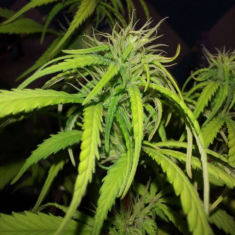 Jéssica growlog timeline photo