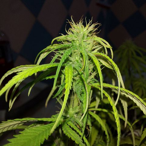 Jéssica growlog timeline photo