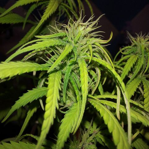 Jéssica growlog timeline photo