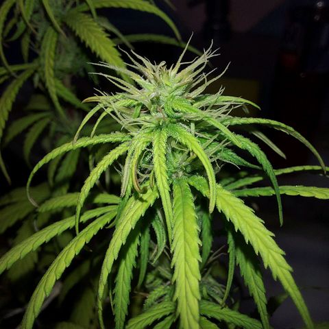 Jéssica growlog timeline photo