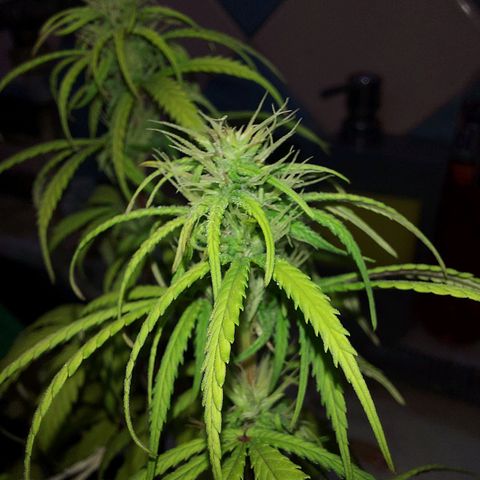 Jéssica growlog timeline photo