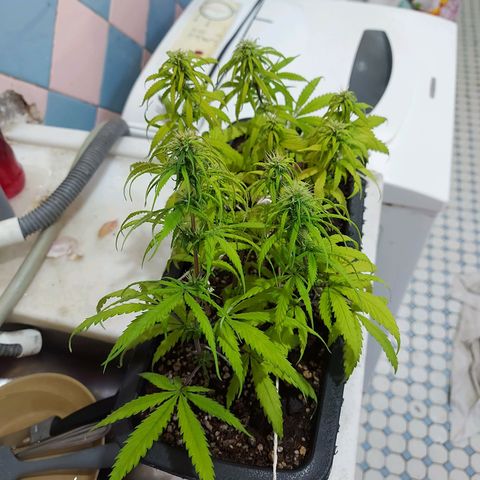 Jéssica growlog timeline photo